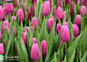 Tulipa Fortress ® (3)